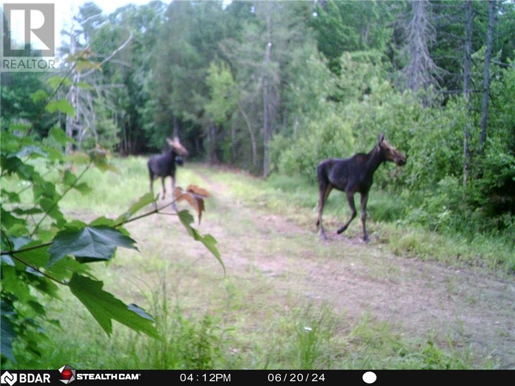 Lot 16 Grand Desert Road, Bonfield, Ontario  P0H 1E0 - Photo 17 - 40613252