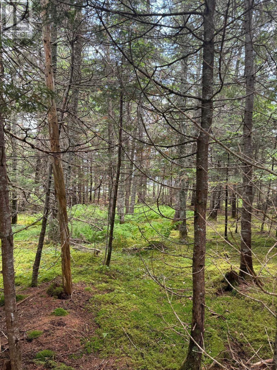 Lot 1 241 Walkerville Road, Walkerville, Nova Scotia  B0E 1J0 - Photo 31 - 202407301