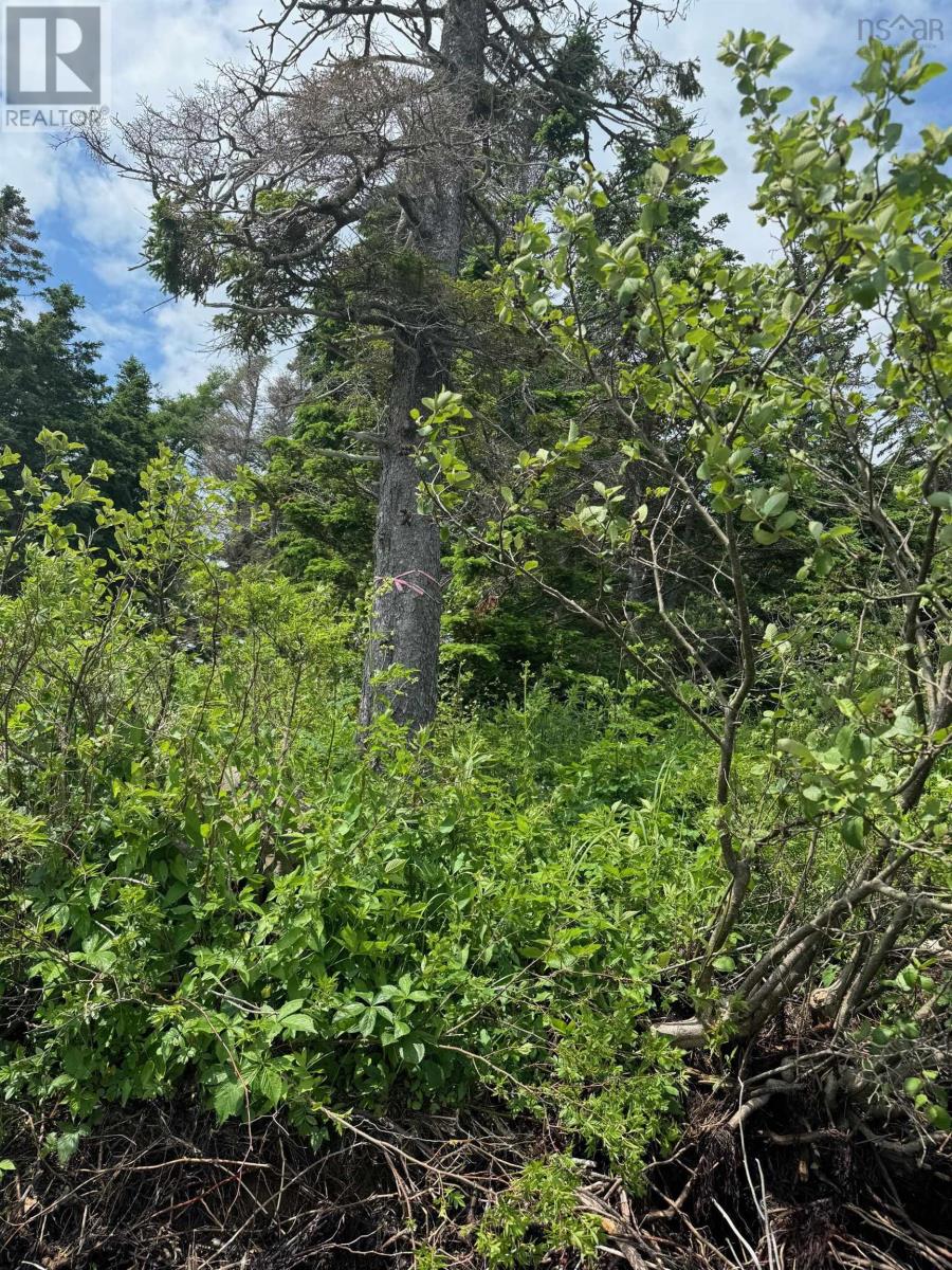 Lot 1 241 Walkerville Road, Walkerville, Nova Scotia  B0E 1J0 - Photo 36 - 202407301