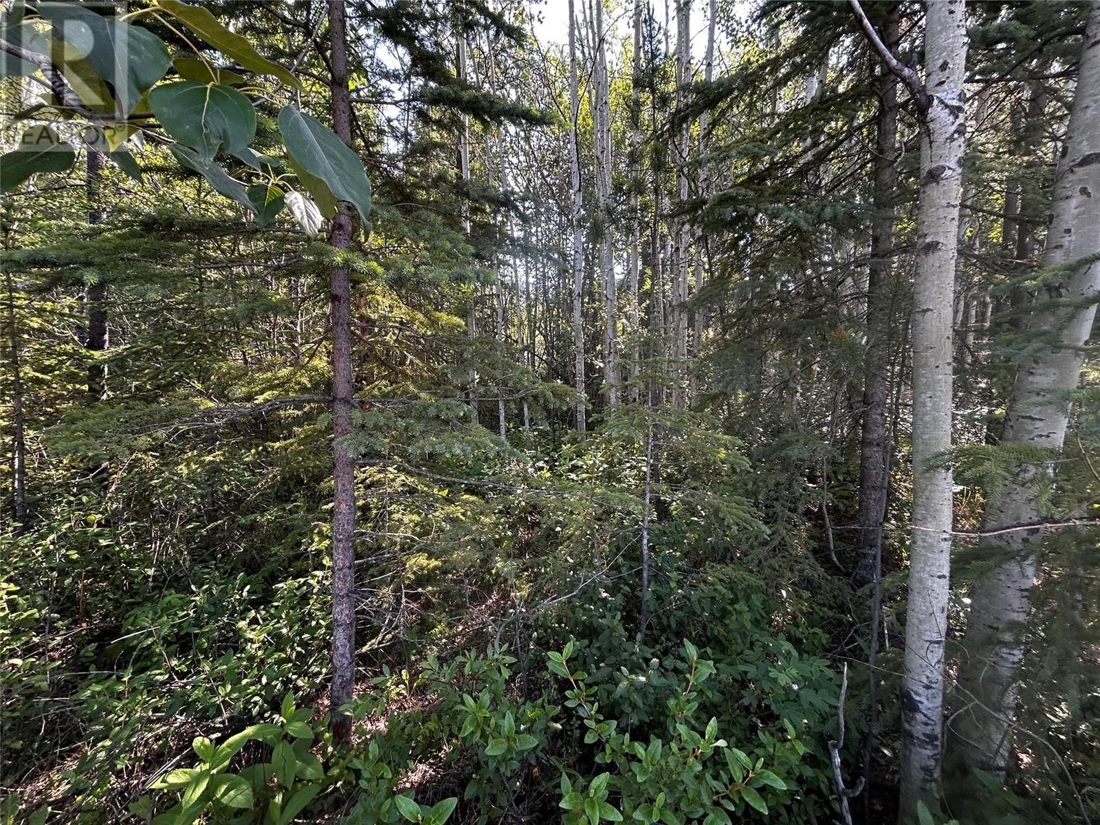 Lorem Ipsum Dolo, Tumbler Ridge, British Columbia  V0C  - Photo 1 - DEMO27129394