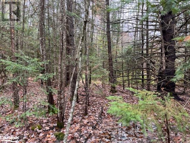 0 534 Highway, Nipissing, Ontario  P0H 1W0 - Photo 5 - 40618482