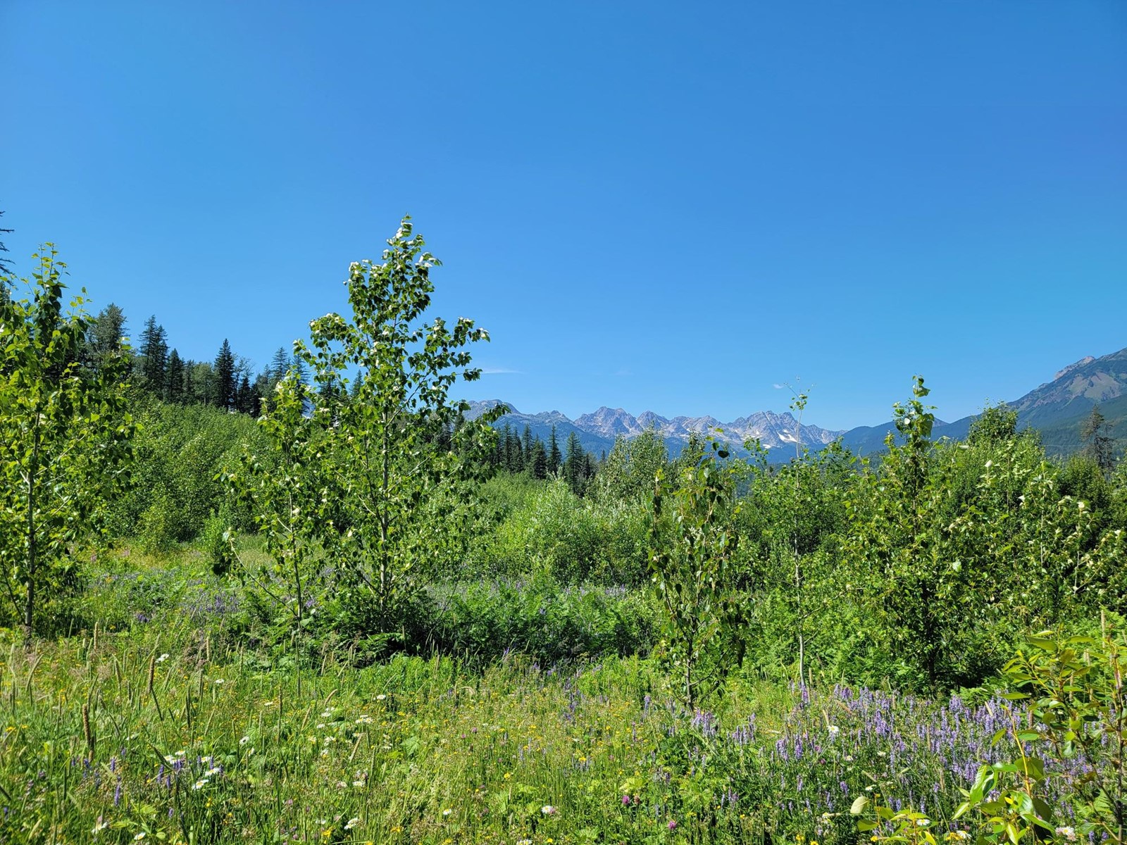 Proposed - Lot 89 Montane Parkway, Fernie, British Columbia  V0B 1M4 - Photo 3 - 2478413