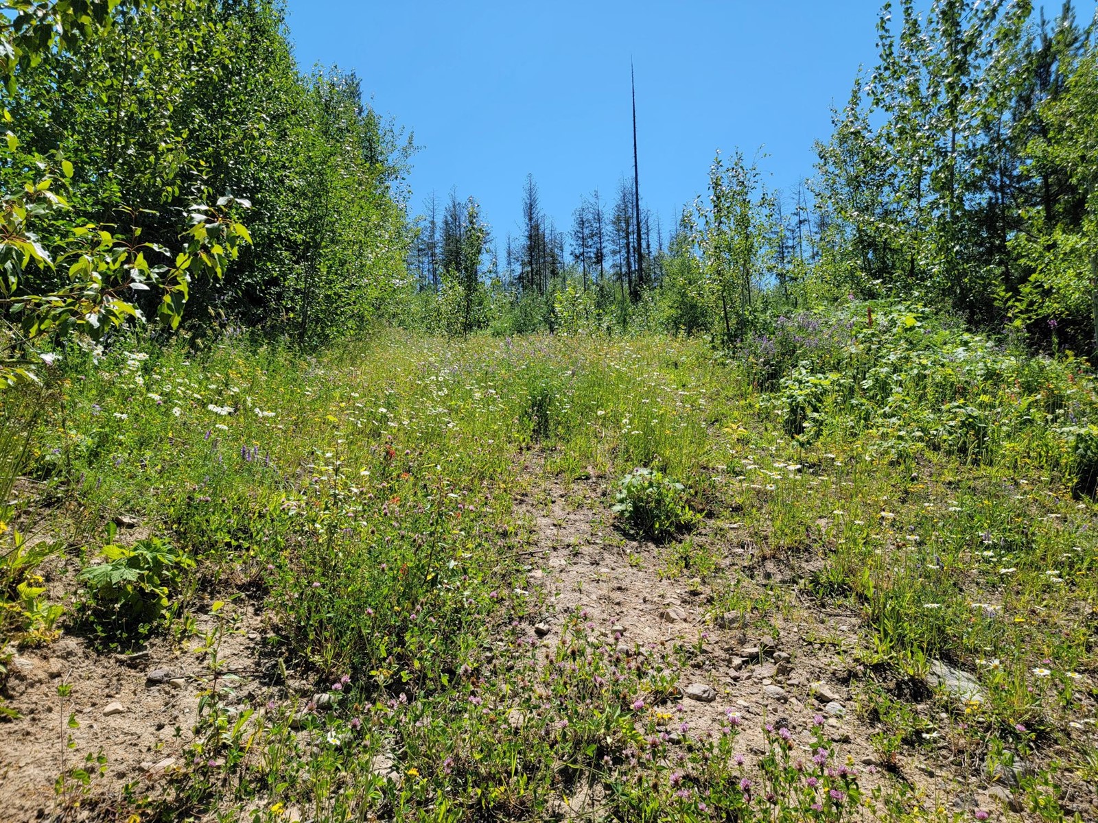 Proposed - Lot 89 Montane Parkway, Fernie, British Columbia  V0B 1M4 - Photo 4 - 2478413