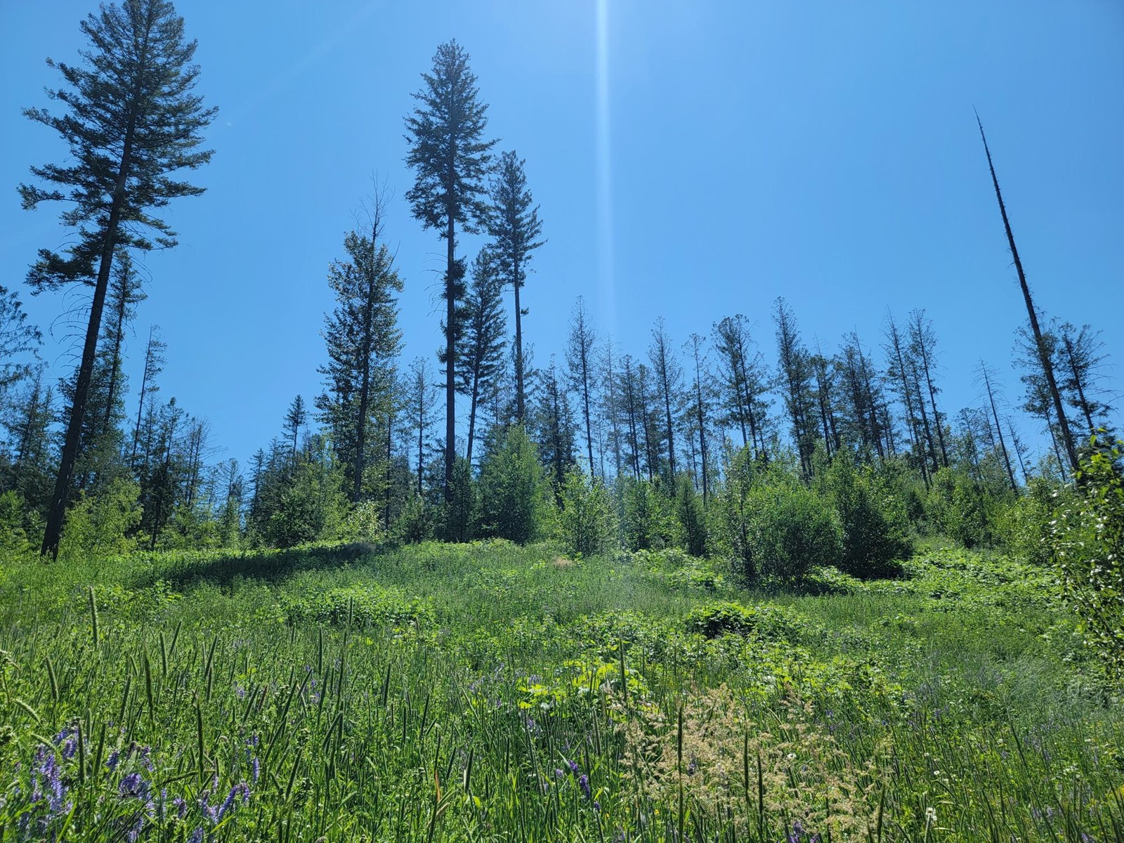 Proposed - Lot 90 Montane Parkway, Fernie, British Columbia  V0B 1M4 - Photo 6 - 2478418