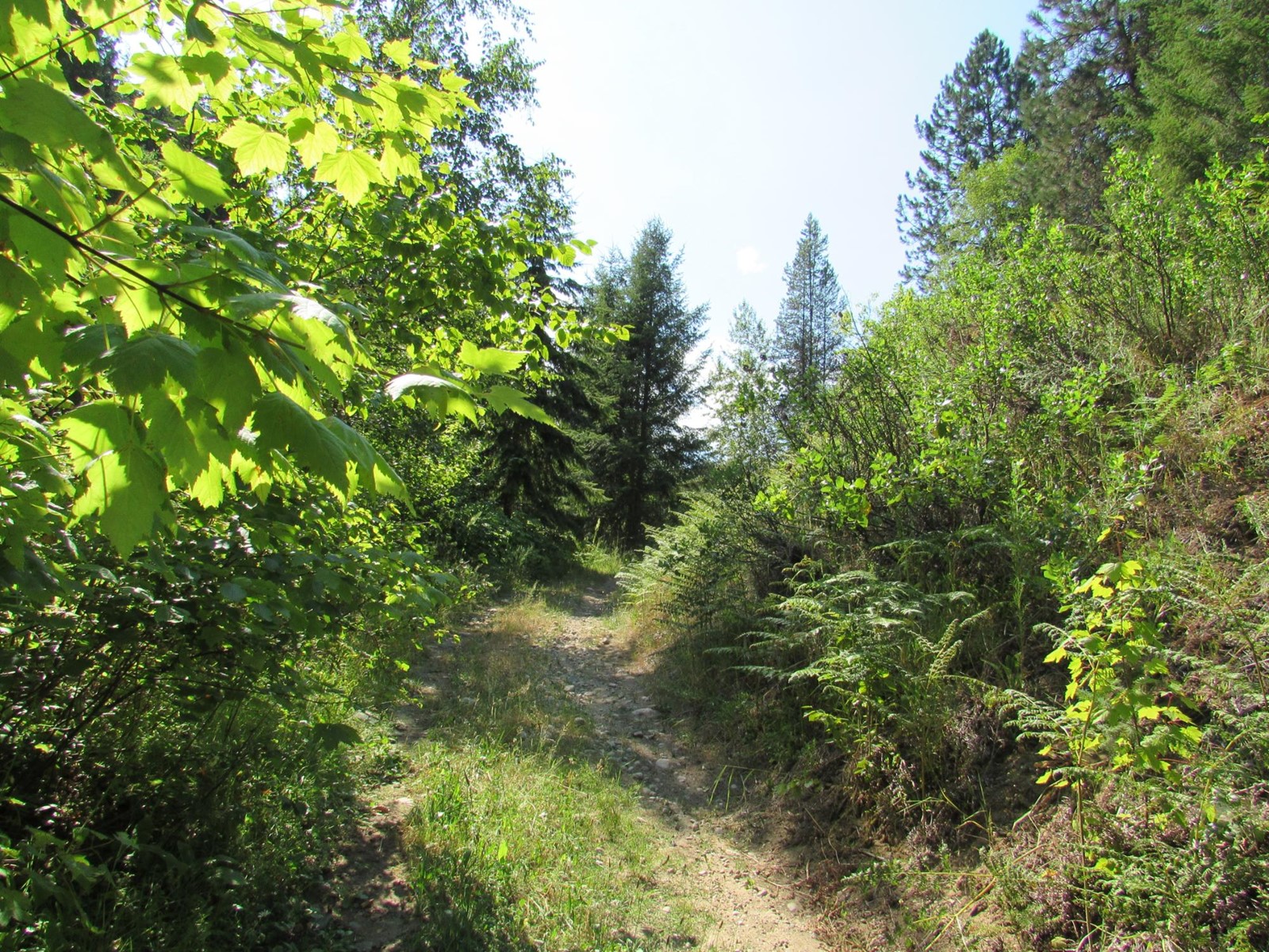 1365 Forest Road, Castlegar, British Columbia  V1N 3Z1 - Photo 14 - 2478420