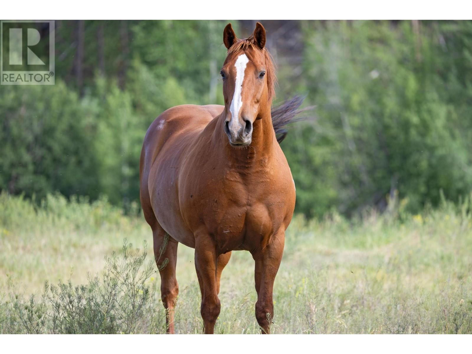 Lot 7 Tranquille Criss Crk Road, Kamloops, British Columbia   - Photo 15 - 179902