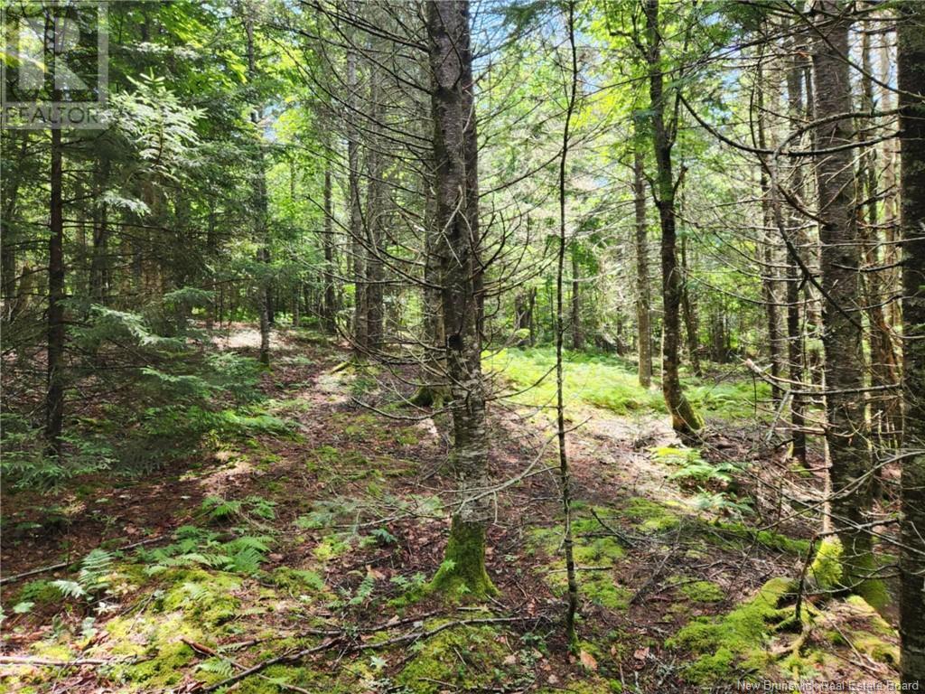 845 Route, Kingston, New Brunswick  E5N 1J4 - Photo 5 - NB103345