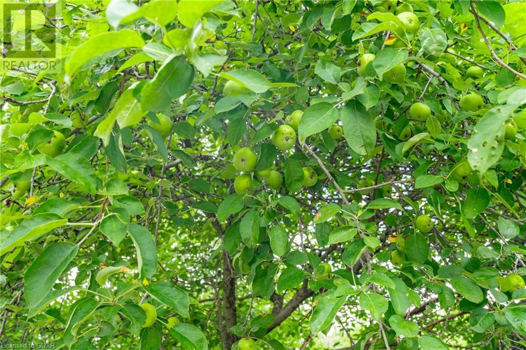 15 Clearview Street, Guelph, Ontario  N1E 6C4 - Photo 43 - 40622127