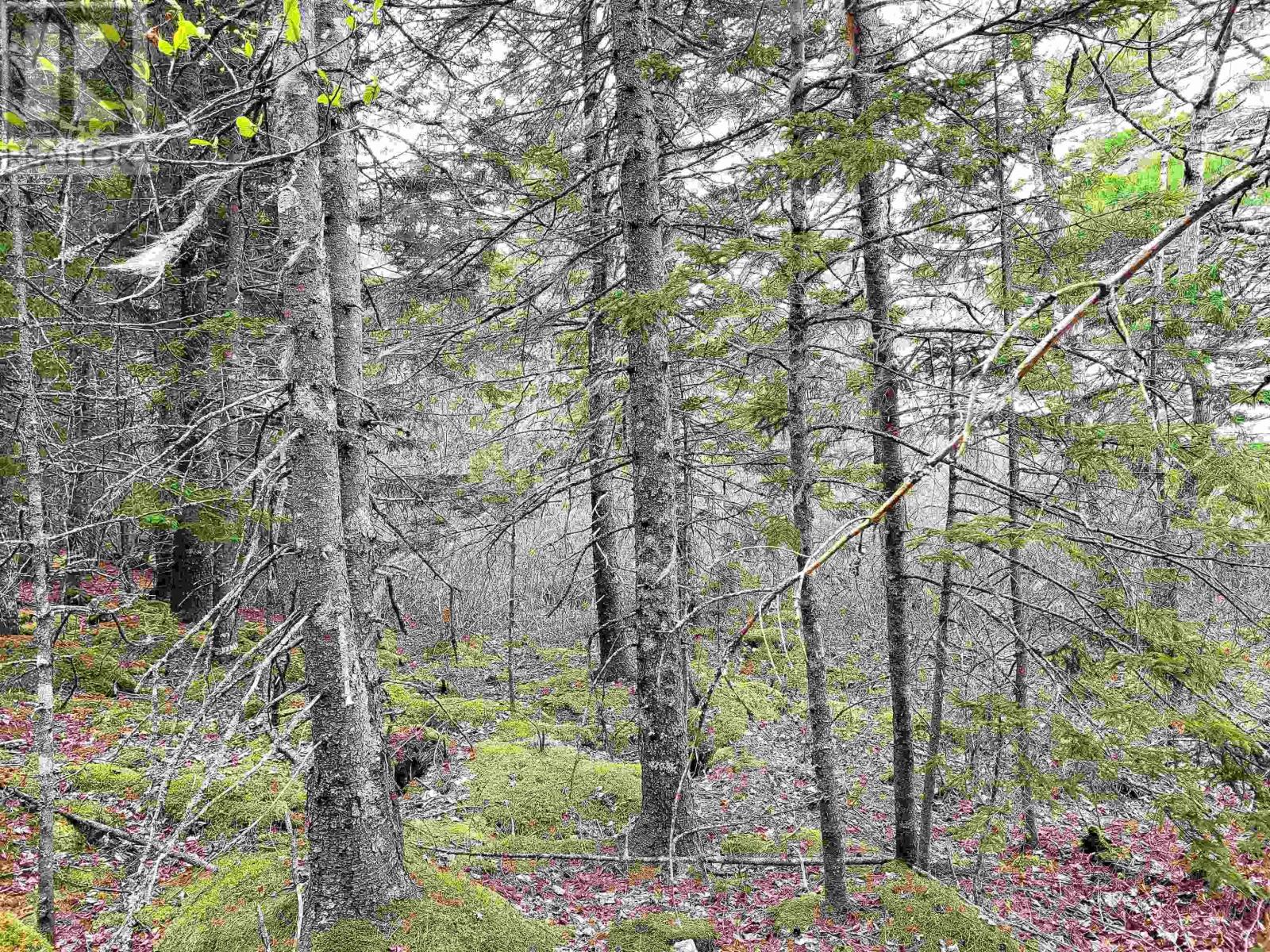 Lot Hirtle Road, Voglers Cove, Nova Scotia  B0J 2H0 - Photo 13 - 202417604