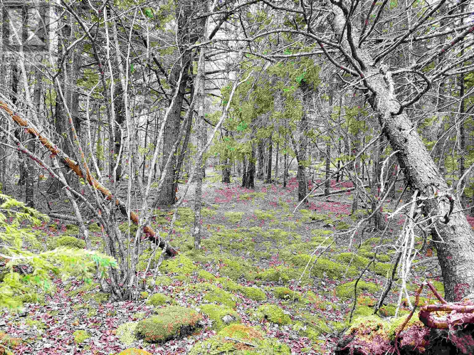 Lot Hirtle Road, Voglers Cove, Nova Scotia  B0J 2H0 - Photo 14 - 202417604