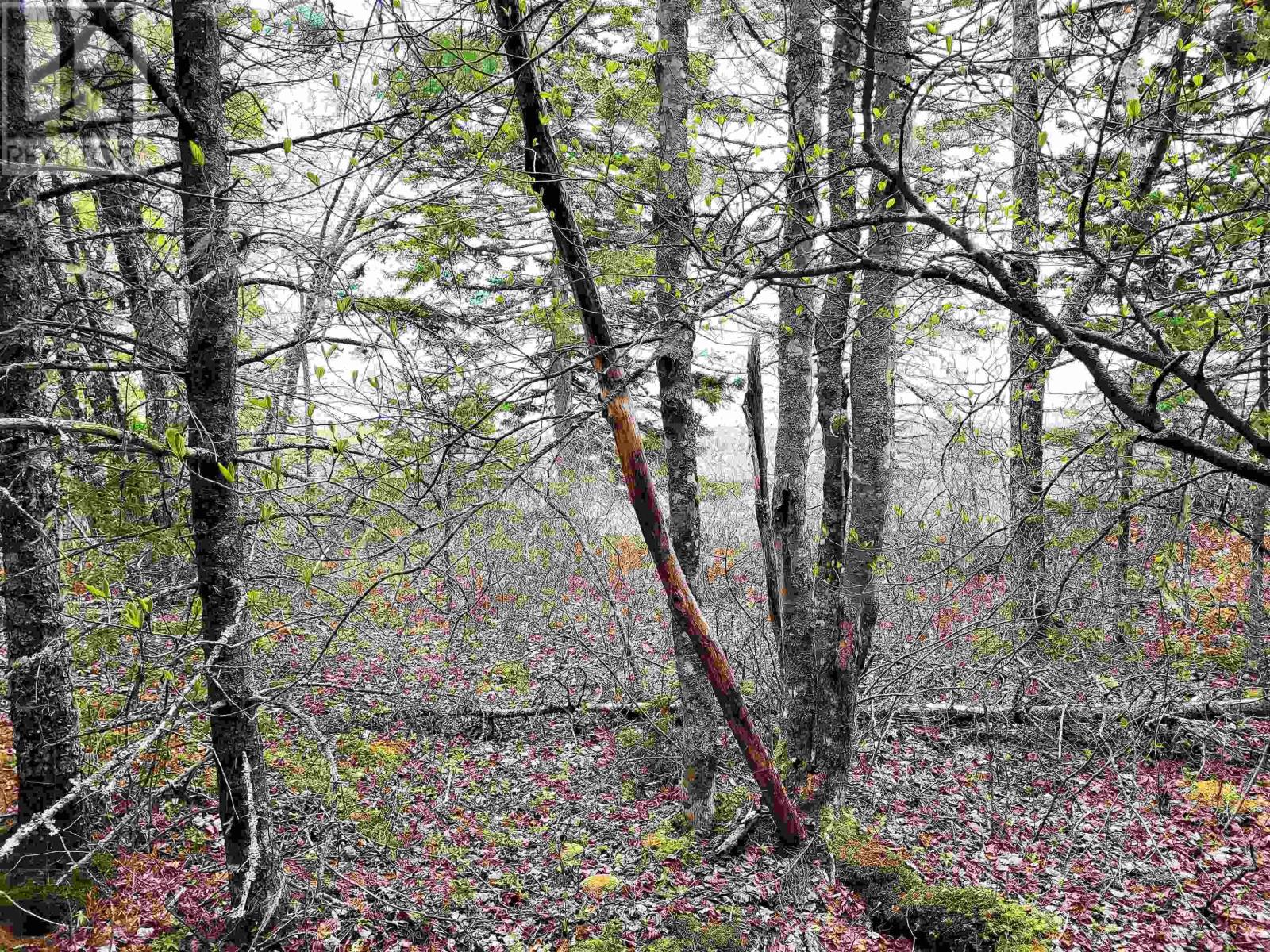 Lot Hirtle Road, Voglers Cove, Nova Scotia  B0J 2H0 - Photo 16 - 202417604