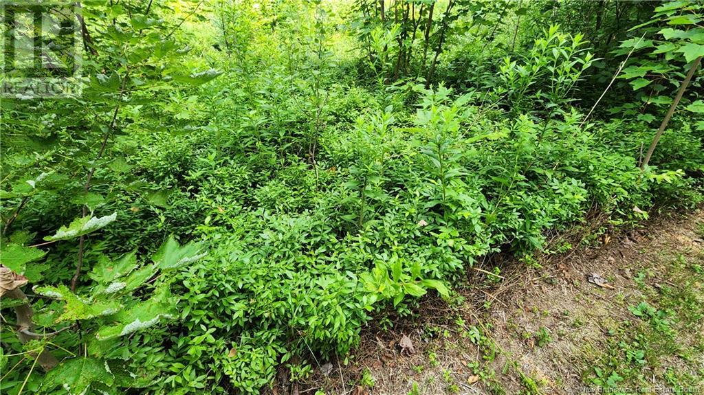 Property at 7.6 acres Rue Pinet image 5