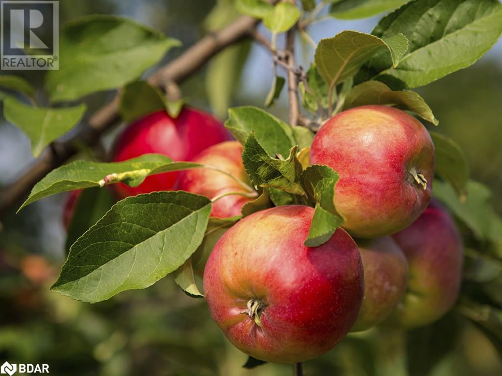 Lorem Ipsum Dolor Sit, Oro-Medonte, Ontario  L0K  - Photo 13 - DEMO27219658