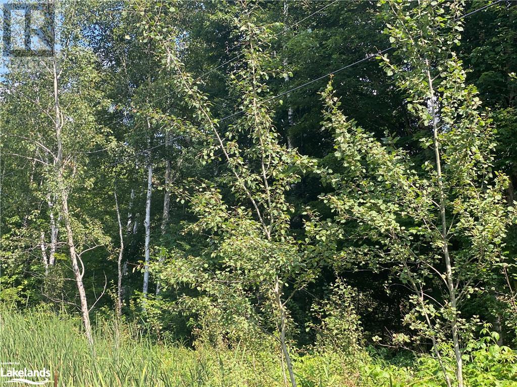 N/a 117 Highway, Lake Of Bays, Ontario  P0B 1A0 - Photo 1 - 40626939