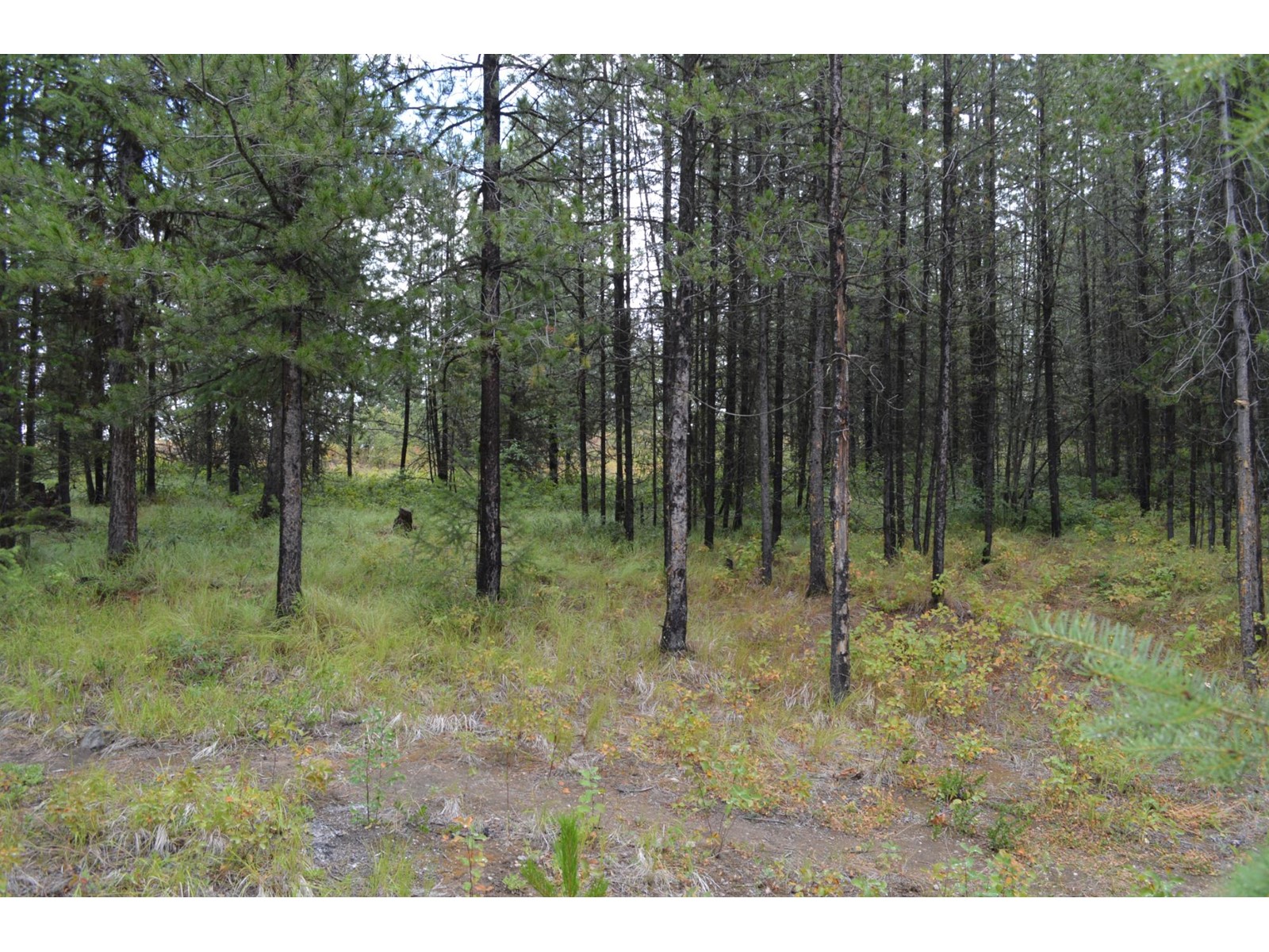 Lot 1 Highway 3, Grand Forks, British Columbia  V0H 1H5 - Photo 10 - 2478745