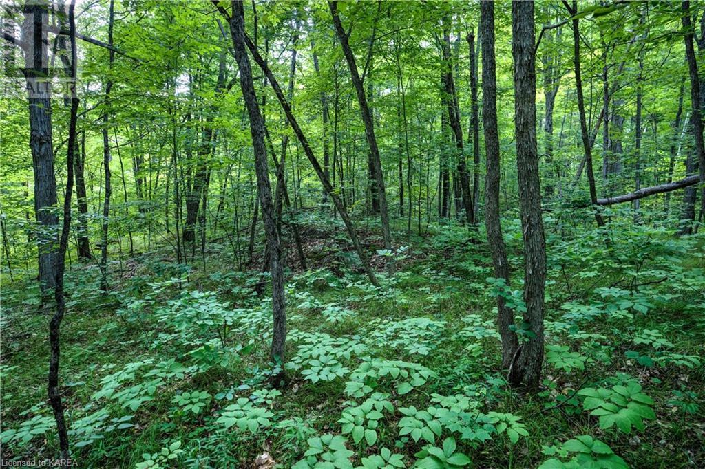 572 Oak Bluffs Road, Maberly, Ontario  K0H 2B0 - Photo 23 - 40627633