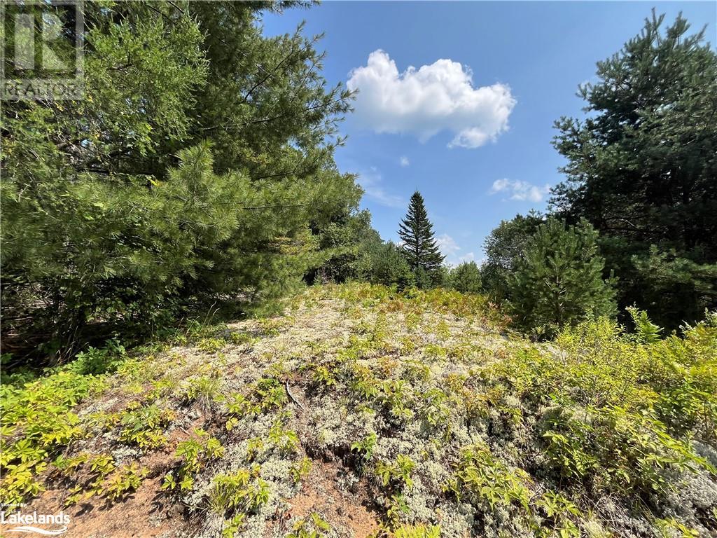 0 Gelert Road, Haliburton, Ontario  K0M 1S0 - Photo 11 - 40627487