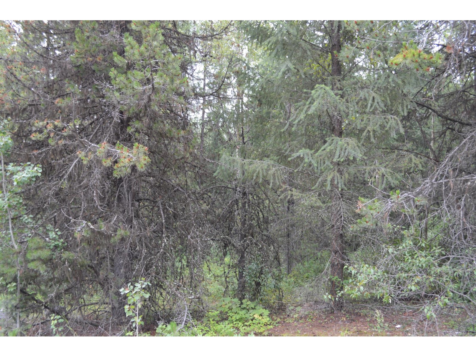 Lot 3 Highway 3, Grand Forks, British Columbia  V0H 1H5 - Photo 12 - 2478808