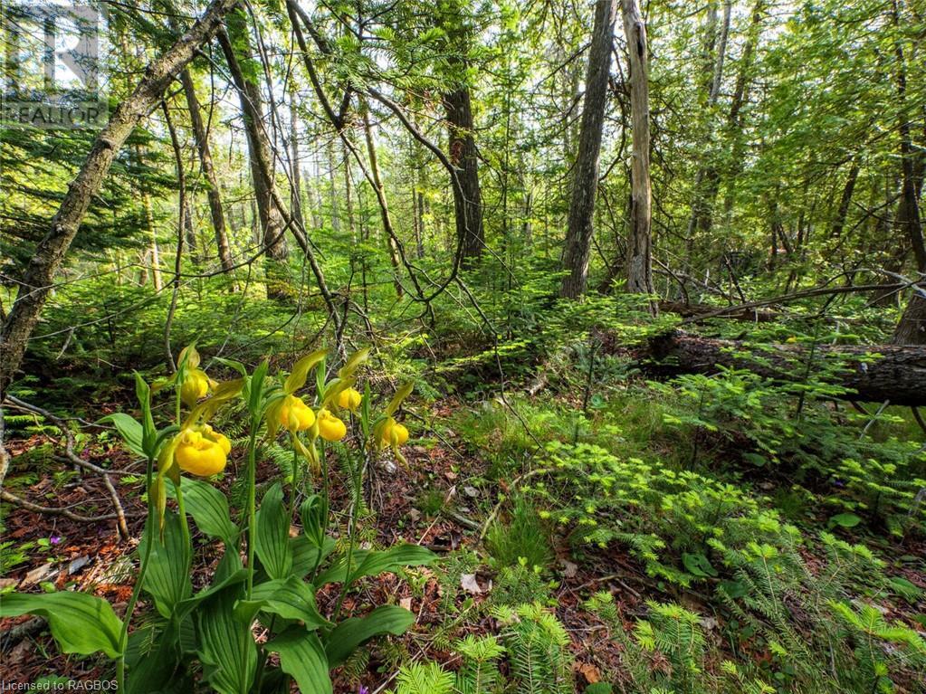 Lot 31-32 Big Tub Road, Tobermory, Ontario  N0H 2R0 - Photo 10 - 40628768