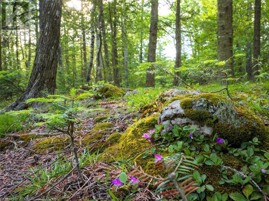 Lot 31-32 Big Tub Road, Tobermory, Ontario  N0H 2R0 - Photo 16 - 40628768