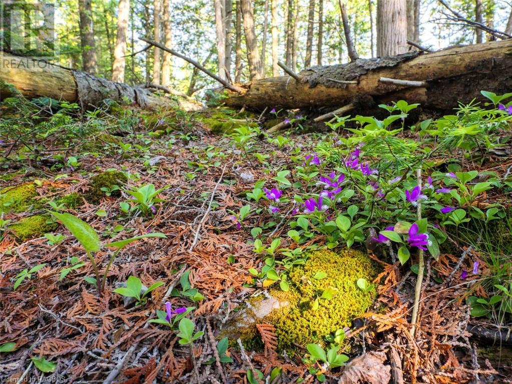 Lot 31-32 Big Tub Road, Tobermory, Ontario  N0H 2R0 - Photo 20 - 40628768