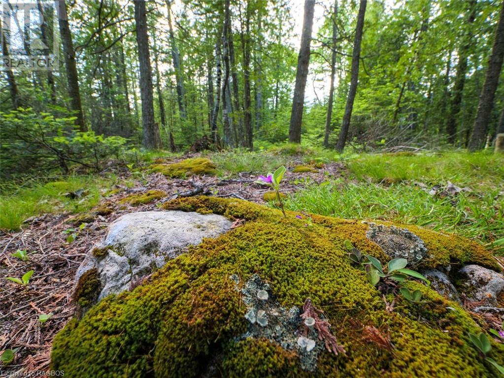 Lot 31-32 Big Tub Road, Tobermory, Ontario  N0H 2R0 - Photo 7 - 40628768