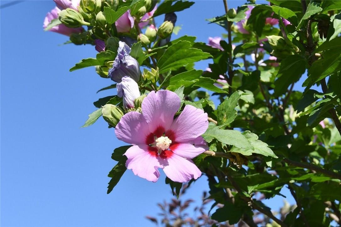 Image of property at 81 KINGSLEA Drive