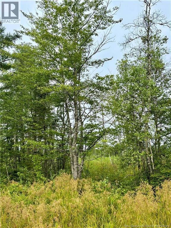 25.2 Acres Rte 445, Fairisle, New Brunswick  E9G 3C1 - Photo 3 - NB104160