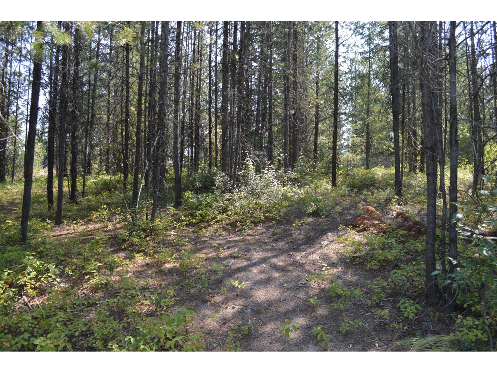 Lot 2 Highway 3, Grand Forks, British Columbia  V0H 1H5 - Photo 15 - 2478746