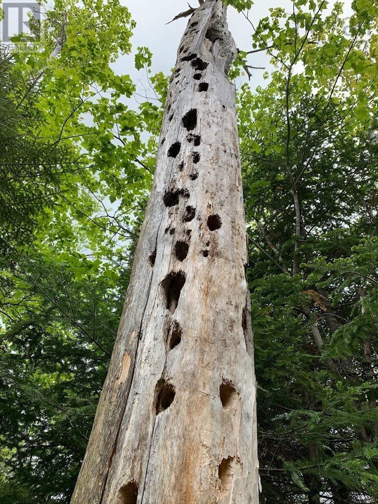 Lorem Ipsum Dolor Sit Amet, C, Pleasant River, Nova Scotia  B0T  - Photo 12 - DEMO27246531