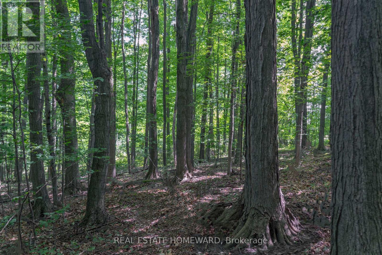 877217 5th Line S, Mulmur, Ontario  L9V 3M6 - Photo 5 - X9257306