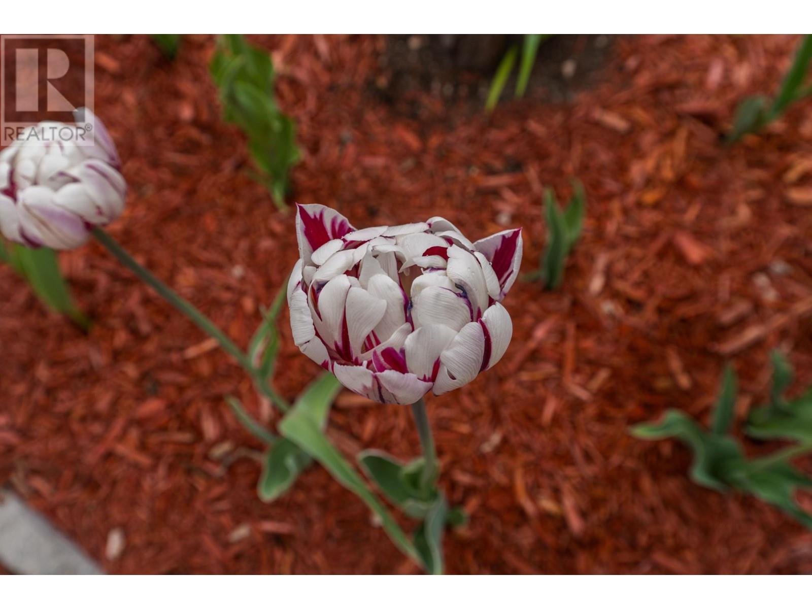 2599 Qu'appelle Blvd, Kamloops, British Columbia  V2E 1V2 - Photo 34 - 180549