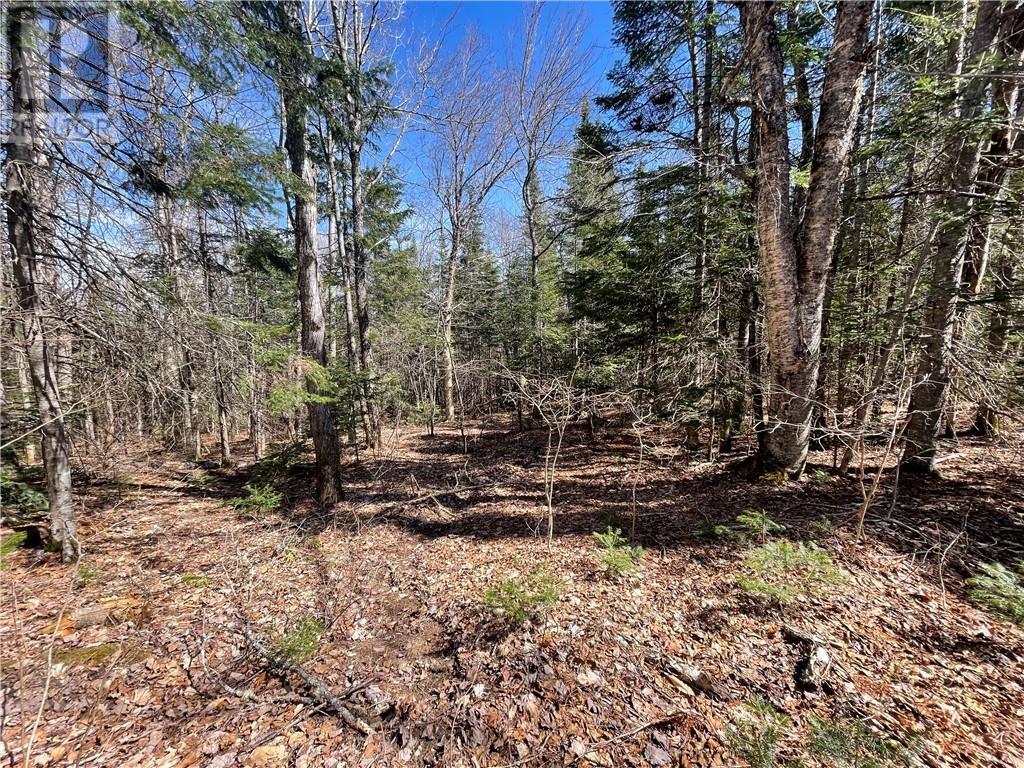 Lot Route 126, Rogersville, New Brunswick  E4Y 2N8 - Photo 25 - M156681