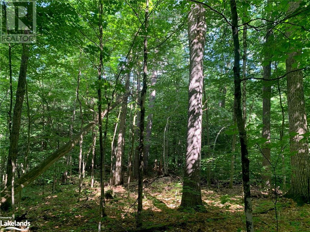 0 Donaldson Street, Dorset, Ontario  P0A 1E0 - Photo 14 - 40640041