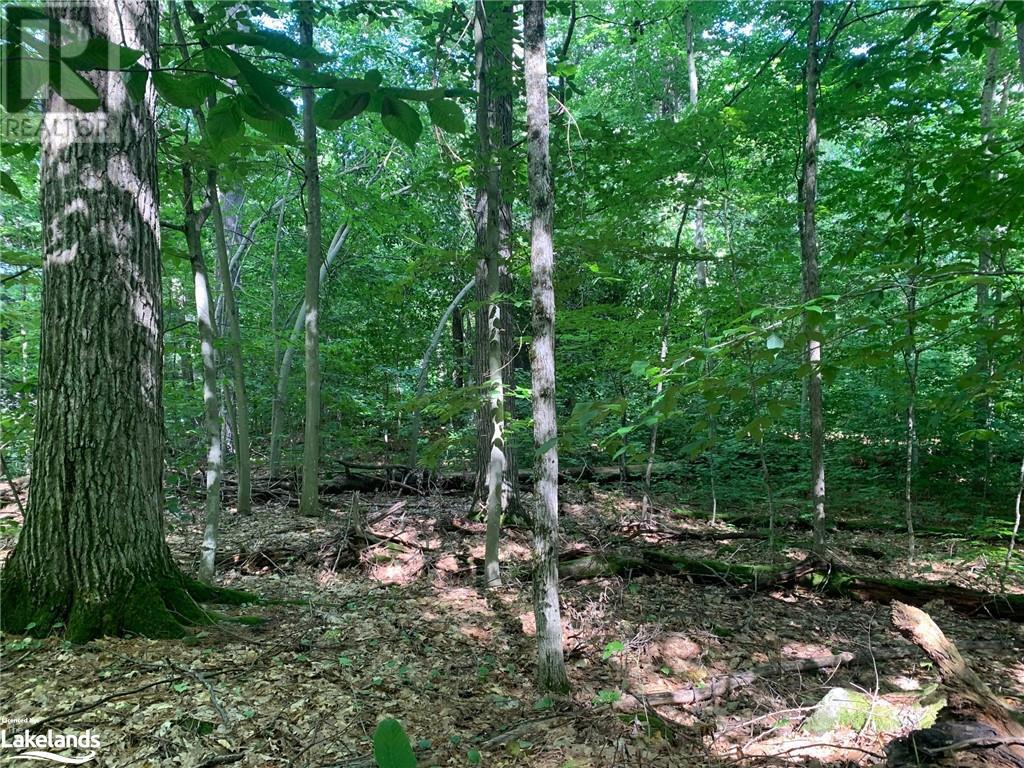 0 Donaldson Street, Dorset, Ontario  P0A 1E0 - Photo 16 - 40640041