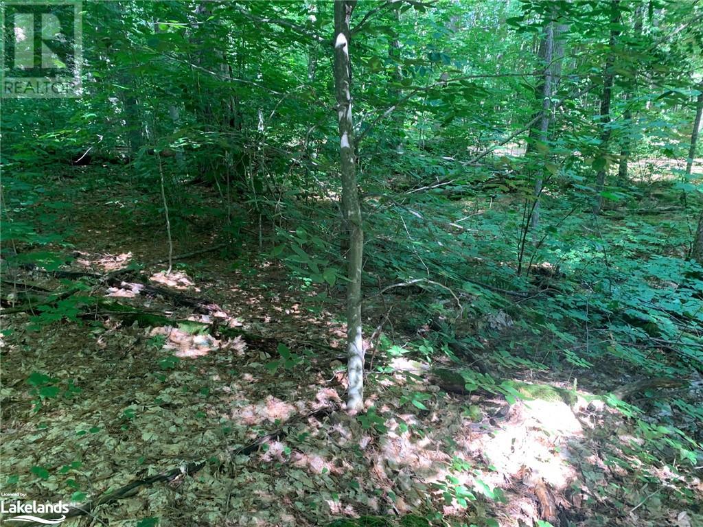 0 Donaldson Street, Dorset, Ontario  P0A 1E0 - Photo 4 - 40640041