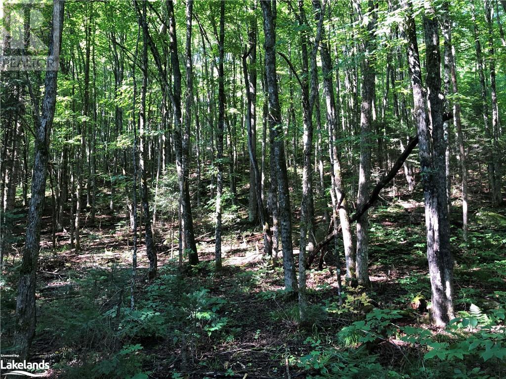Lot 6-10 Moon Road, Haliburton, Ontario  K0M 1S0 - Photo 6 - 40640042