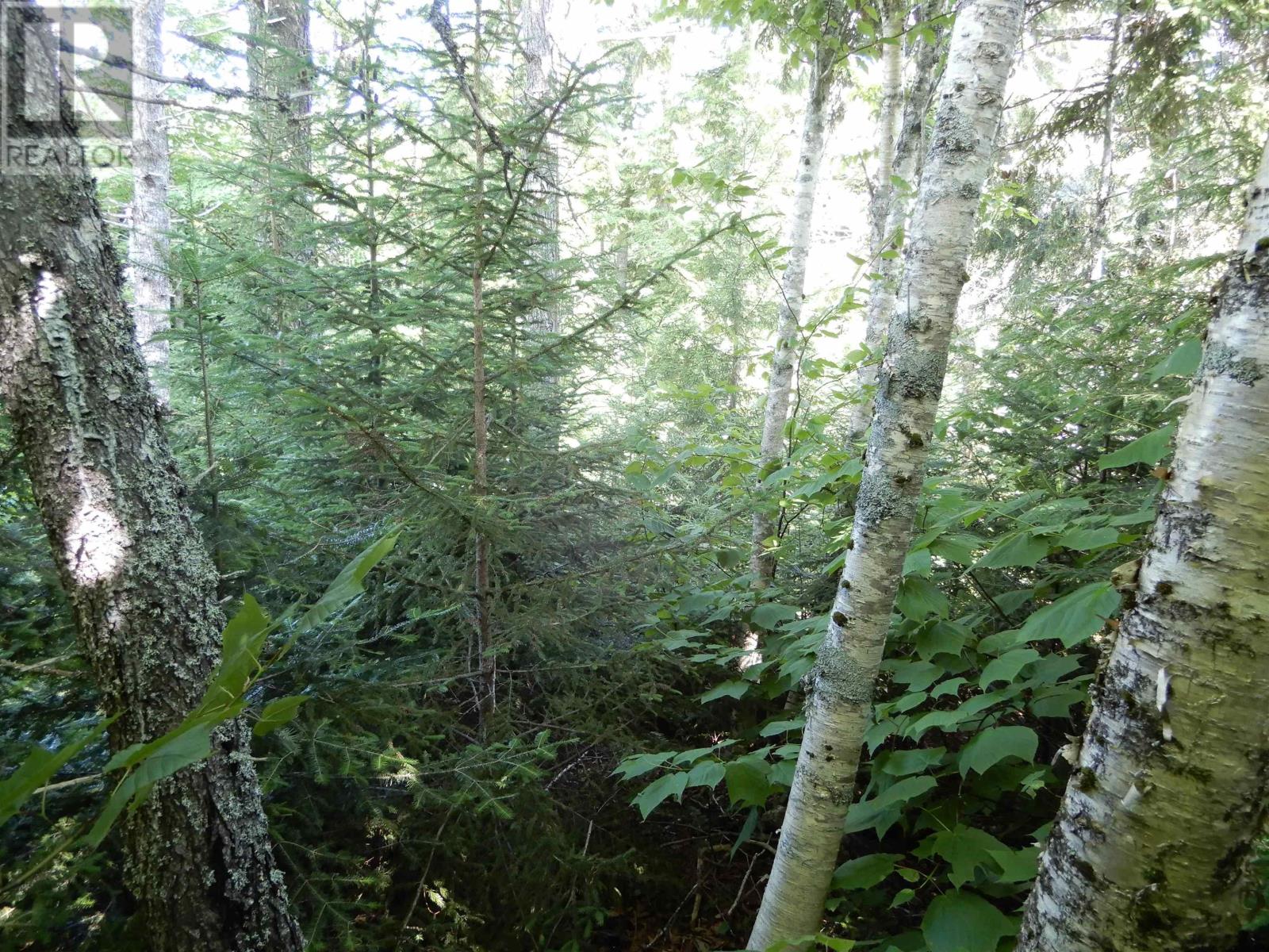 Scotsburn Road, West Branch, Nova Scotia  B0K 1R0 - Photo 11 - 202416290