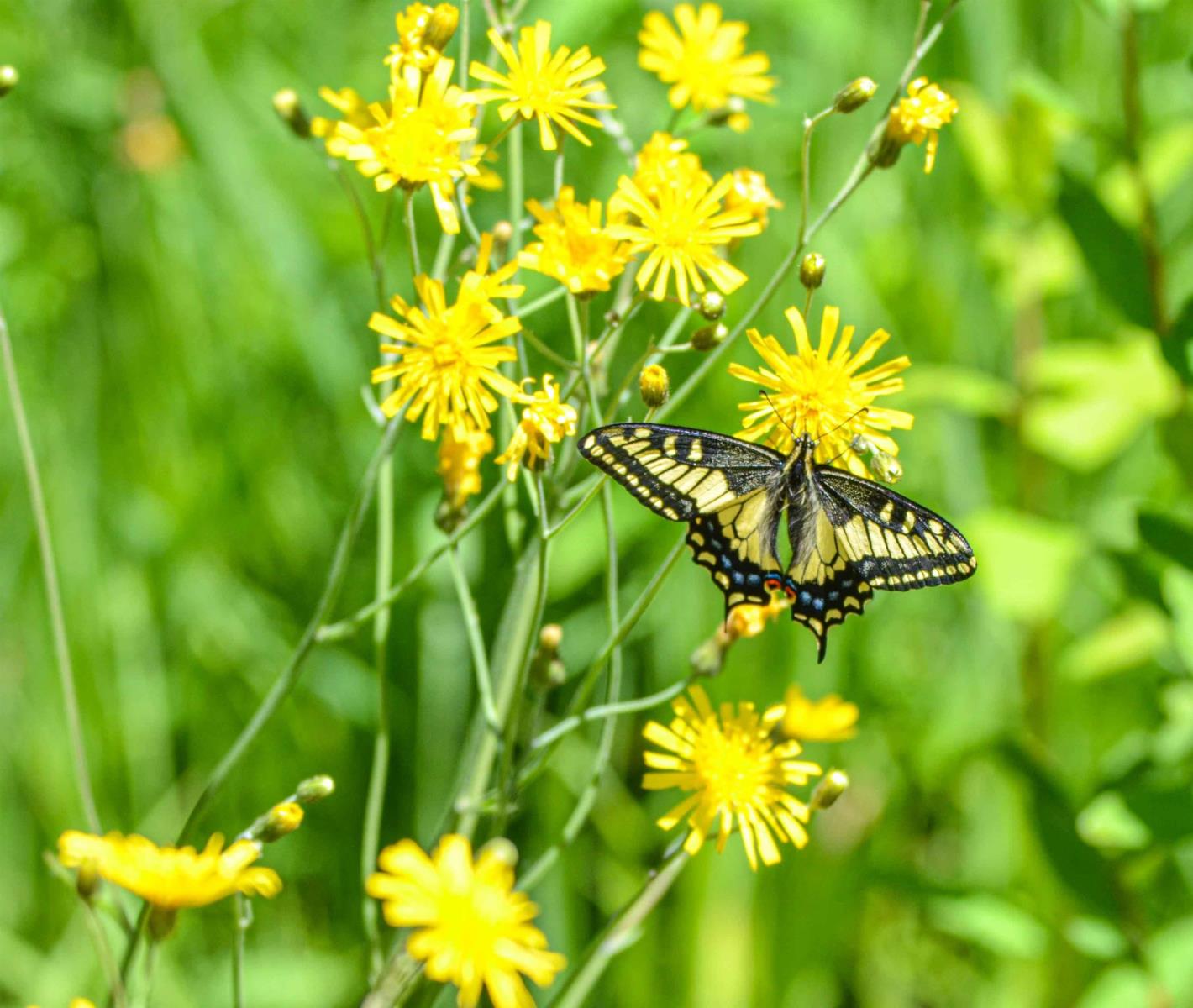 Sve51 Old Hope Princeton Highway, Sunshine Valley, Sunshine Valley, British Columbia V0X 1L5 - Photo 24 - R2924634
