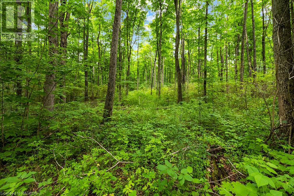 Pt Lt 6 9th Line, Grey Highlands, Ontario  N0C 1H0 - Photo 16 - 40646137