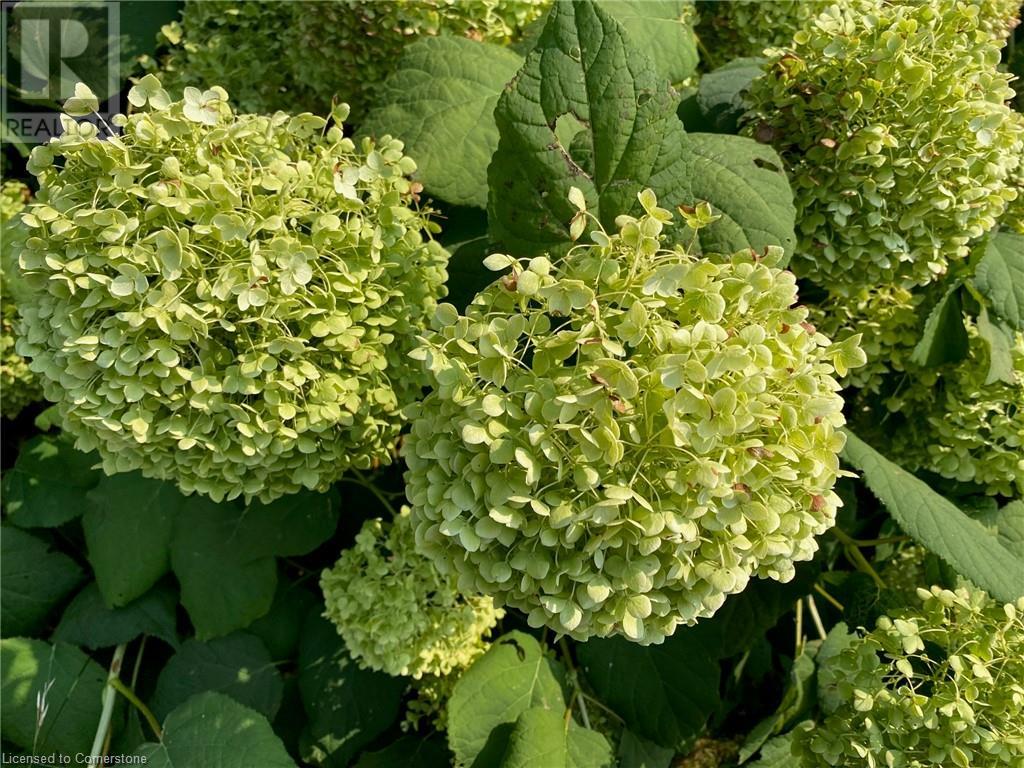 12 Silverspring Crescent, Hamilton, Ontario  L0R 1P0 - Photo 3 - XH4206788