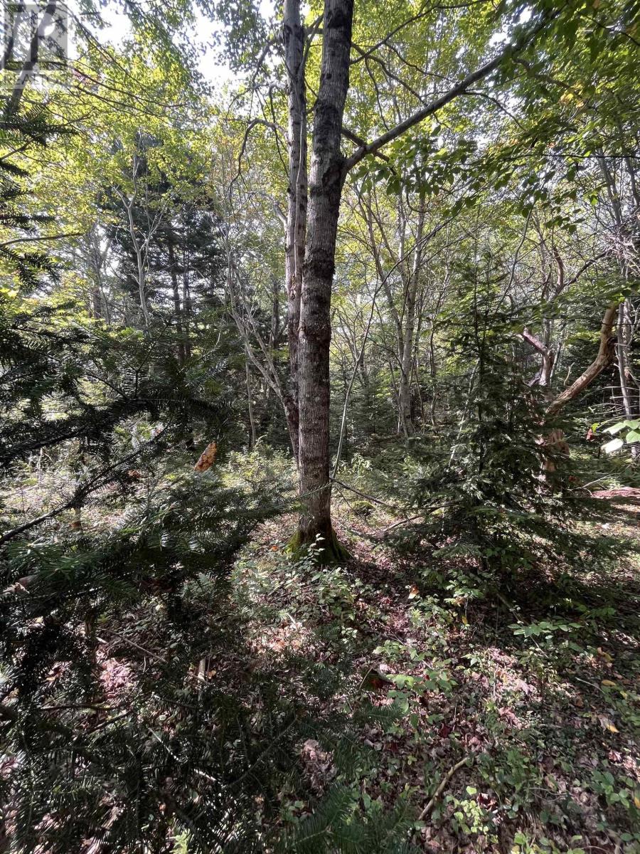 Lot 340 Highway, Hassett, Nova Scotia  B0W 3T0 - Photo 14 - 202422587