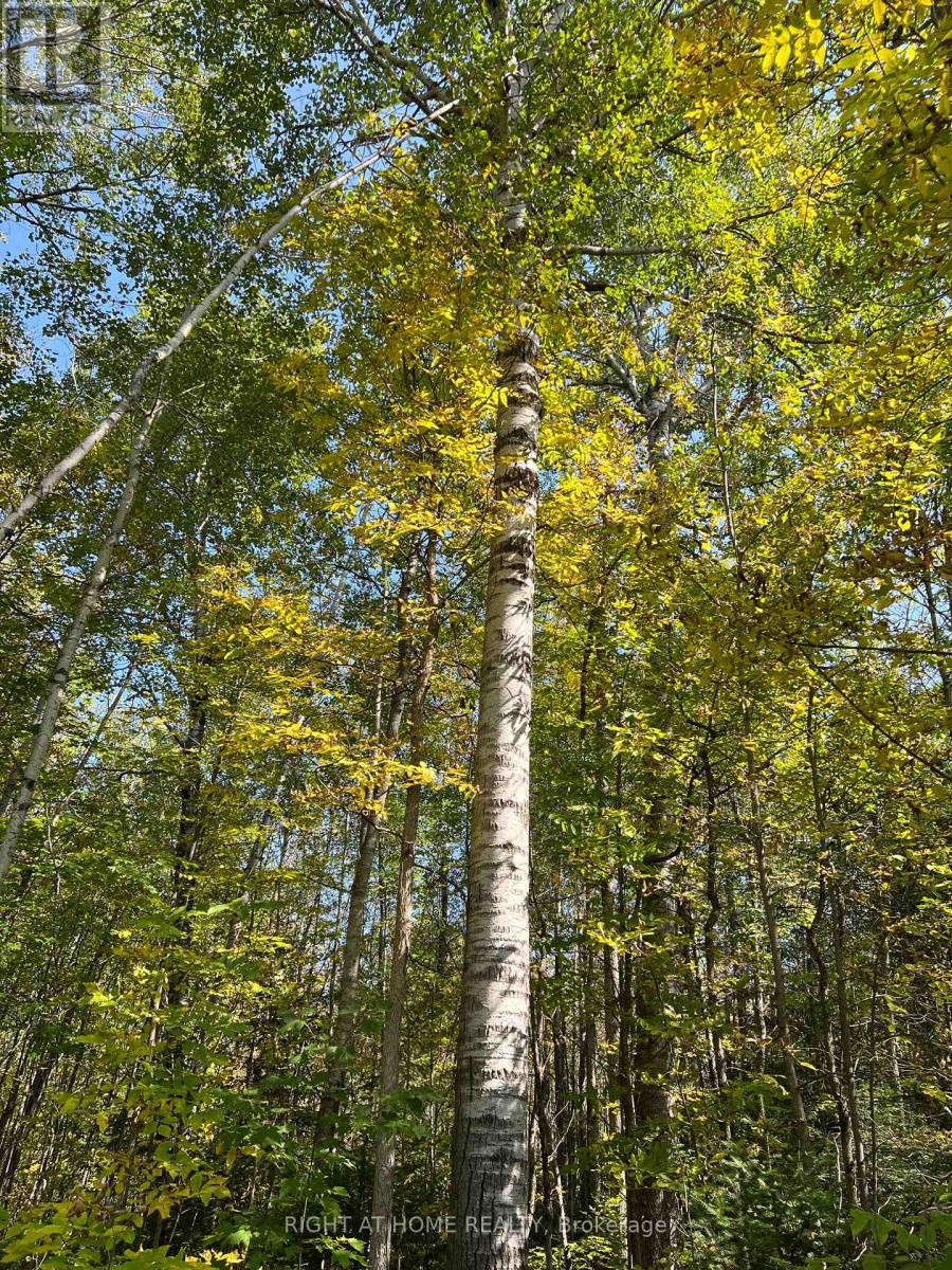 0 Laplage Road, West Nipissing, Ontario  P0H 2M0 - Photo 16 - X9356850