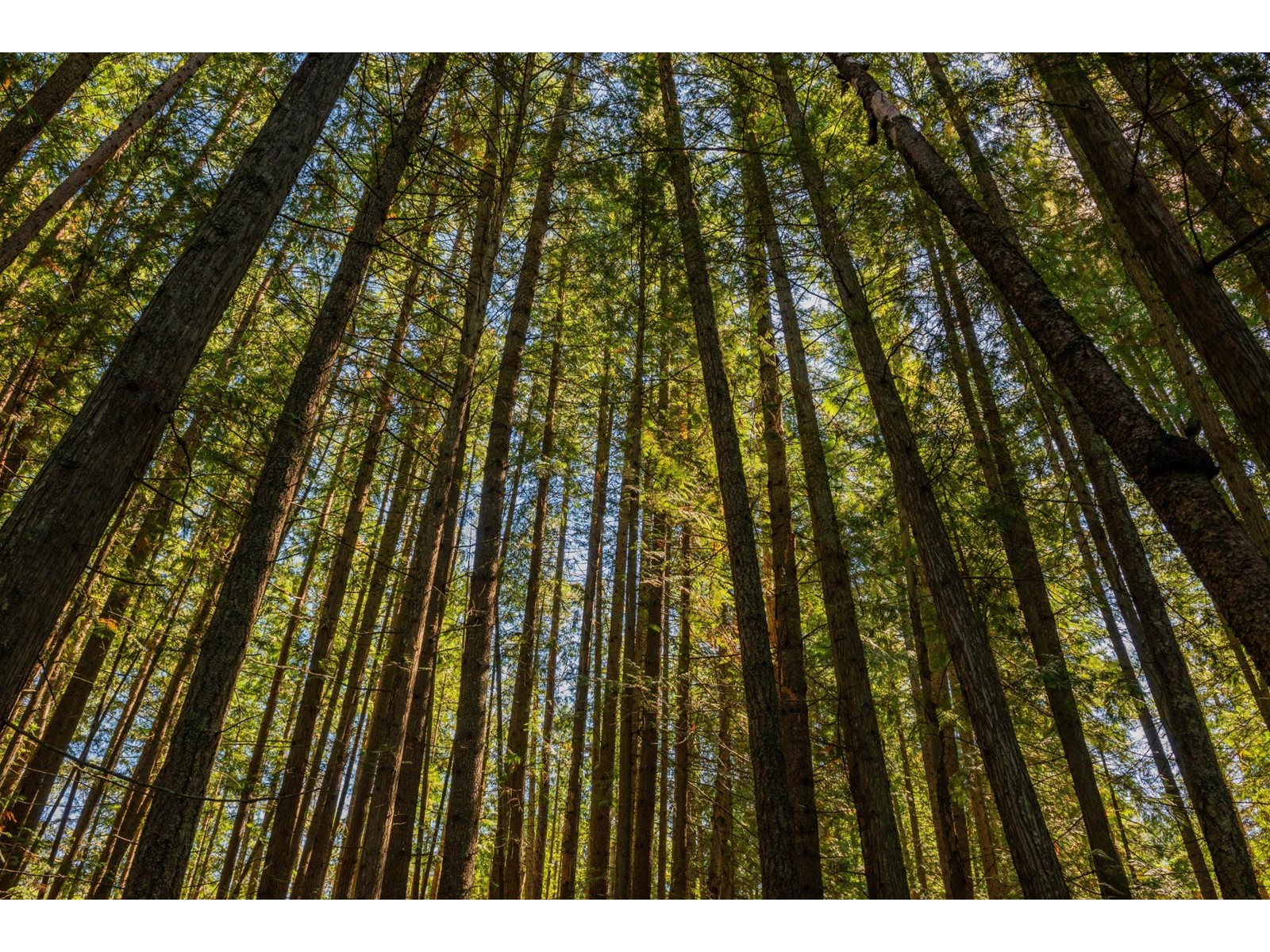 Lot B Denver Siding Road, New Denver, British Columbia  V0G 1S0 - Photo 19 - 2479385