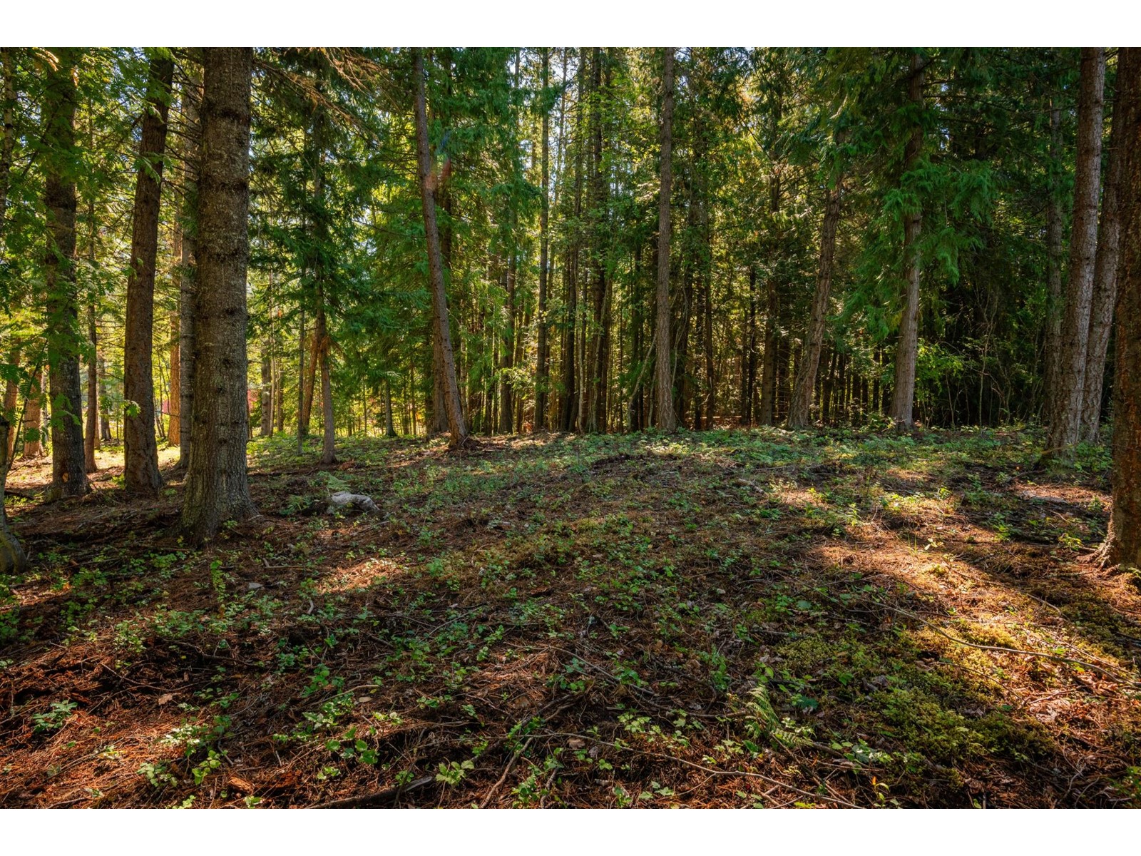 Lot A Denver Siding Road, New Denver, British Columbia  V0G 1S0 - Photo 10 - 2479386