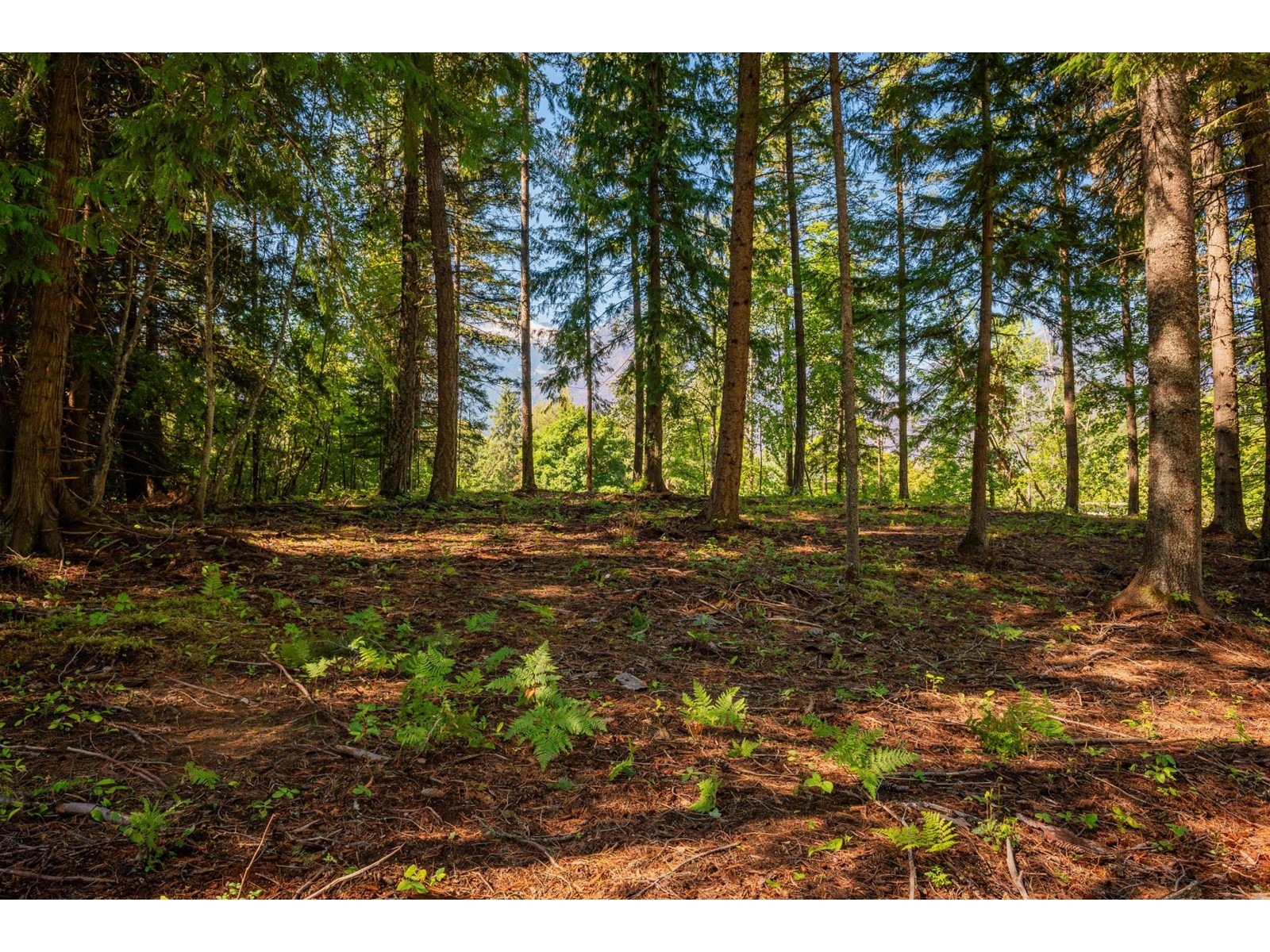 Lot A Denver Siding Road, New Denver, British Columbia  V0G 1S0 - Photo 15 - 2479386