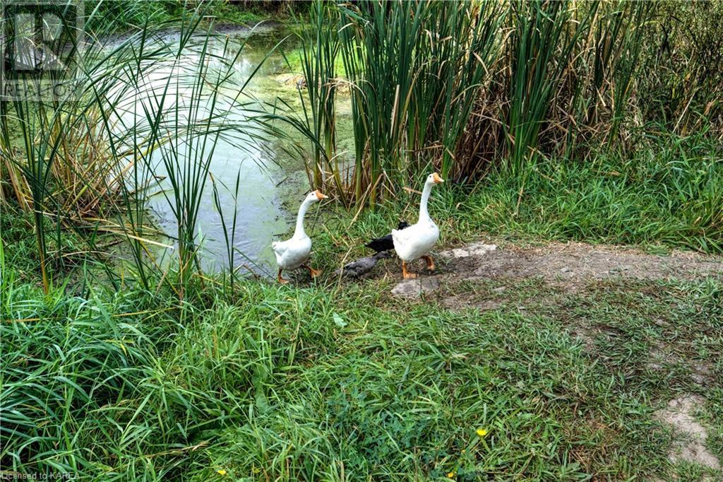 4136 Boyce Road, Harrowsmith, Ontario  K0H 1V0 - Photo 12 - 40637533