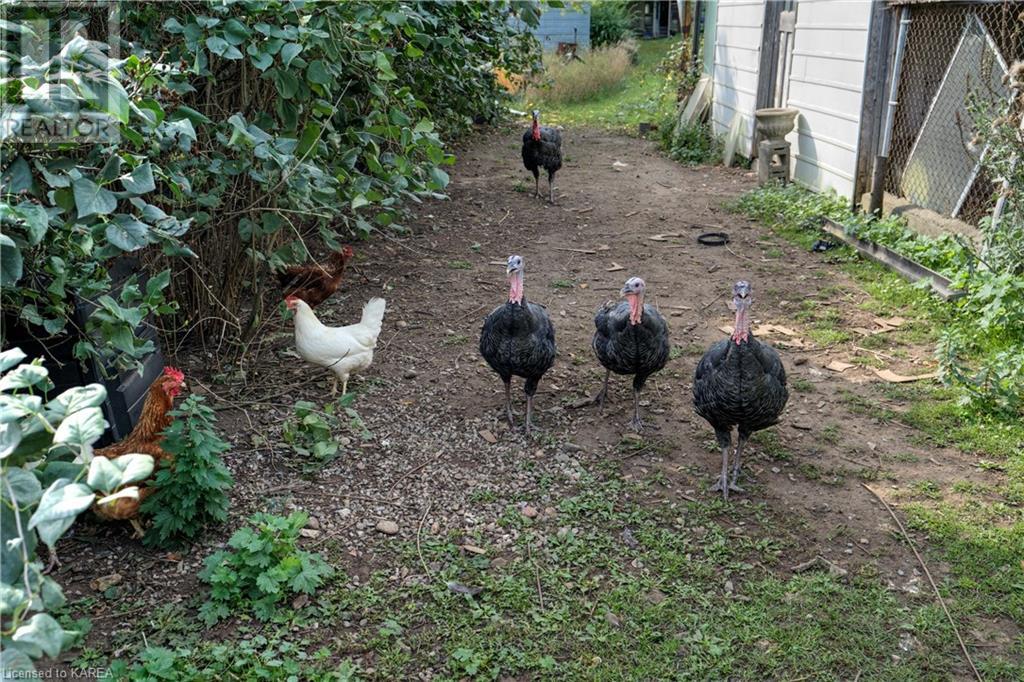 4136 Boyce Road, Harrowsmith, Ontario  K0H 1V0 - Photo 14 - 40637533