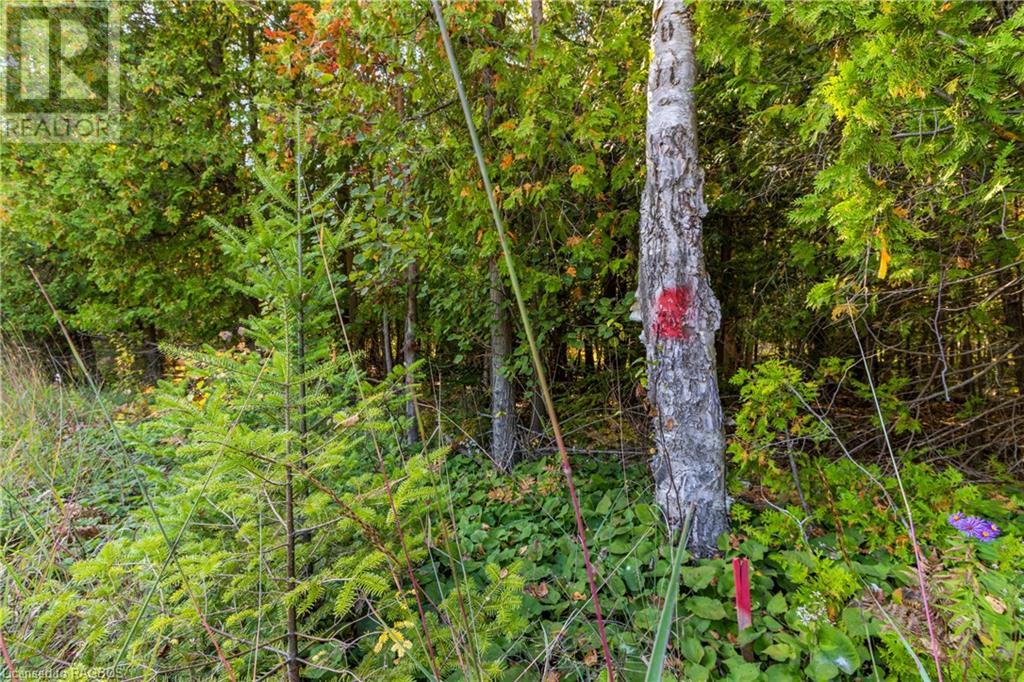 Lot 36 Con D Sauble Falls Parkway, South Bruce Peninsula, Ontario  N0H 2T0 - Photo 12 - 40649744