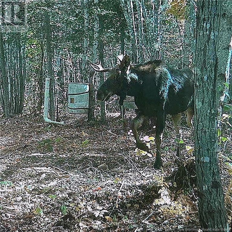 100 Hunter Lane, Malden, New Brunswick  E4M 1W9 - Photo 22 - NB106676
